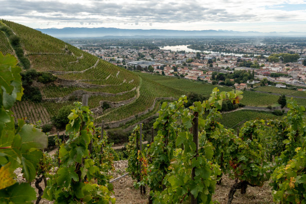 葡萄园5图片下载