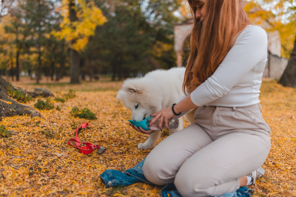 一位年轻的女宠物主人在公园里给她的萨摩耶小狗喝水图片下载