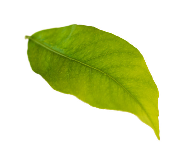 柑橘叶图片下载