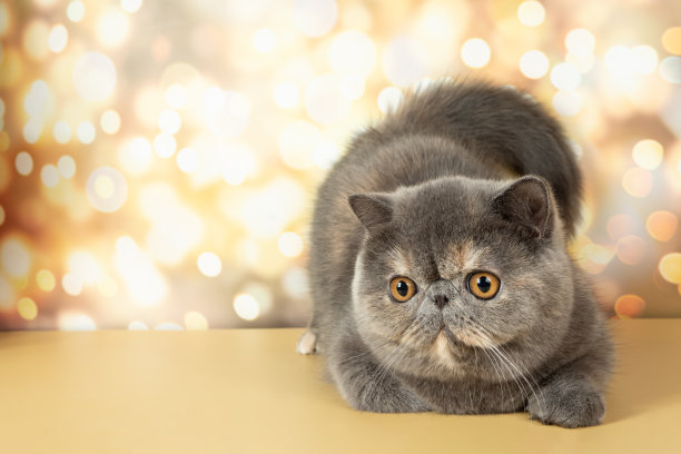 一只美丽的异国情调的短毛猫躺在工作室多彩的节日背景上。图片下载