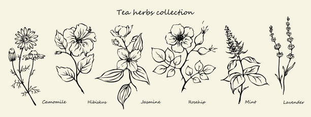 茶草药画图片下载