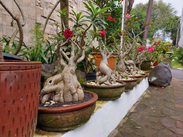 盆景的Kamboja图片下载