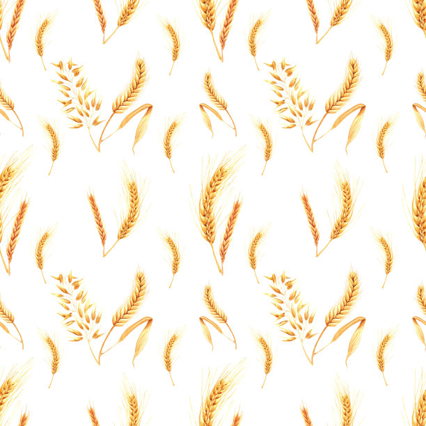 手绘水彩黄色干穗无缝图案在白色背景。剪贴簿设计，排版海报，标签，横幅。图片下载