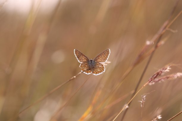 一只蝴蝶在草地上图片下载