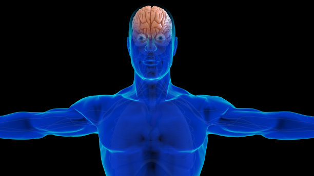 医学概念3D人脑解剖学图片下载