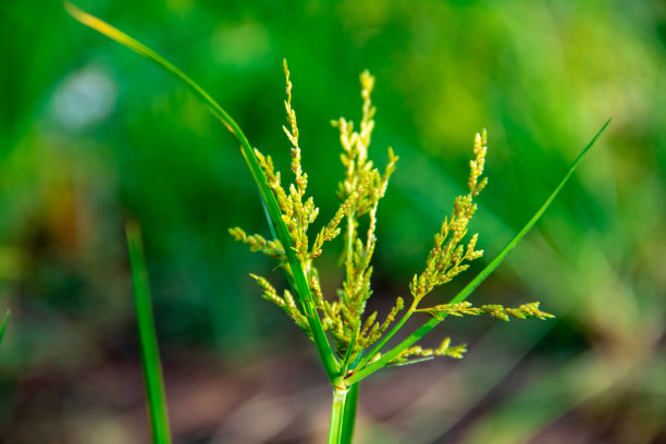 香附植物背景图片下载