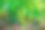 香附植物背景图片下载