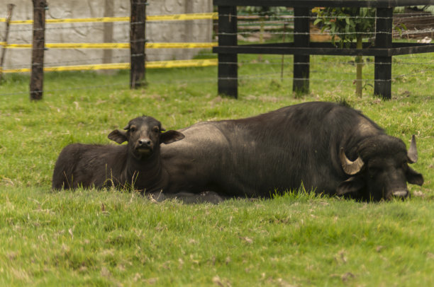 穆拉布法罗图片下载