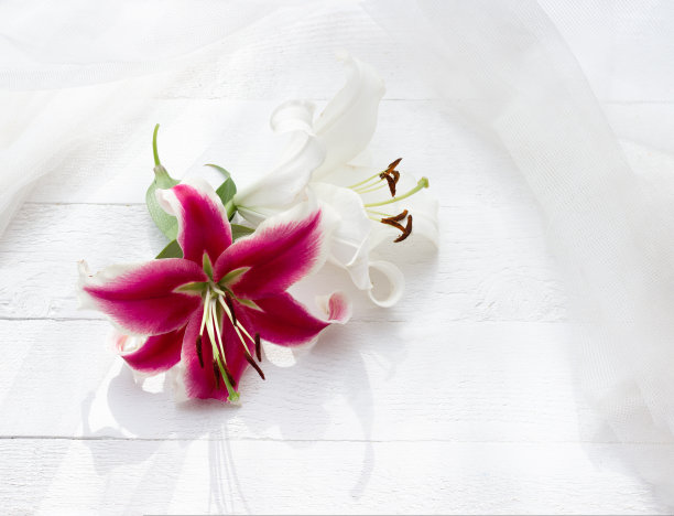 特写的白色和粉色百合在白色木桌与薄纱织物的背景图片下载