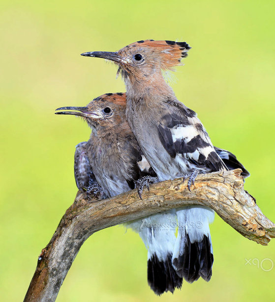 创意匈牙利野生动物图片图片下载
