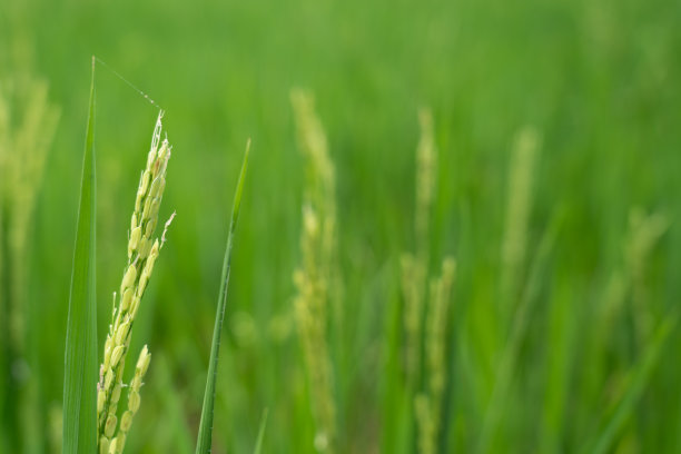 水稻植株近距离生长图片下载