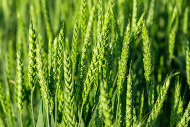 绿色麦田特写图像。农业场景图片下载