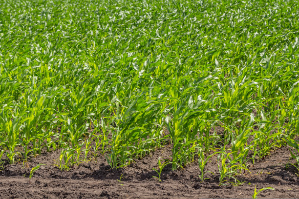 绿色的玉米地，一排排干净图片下载