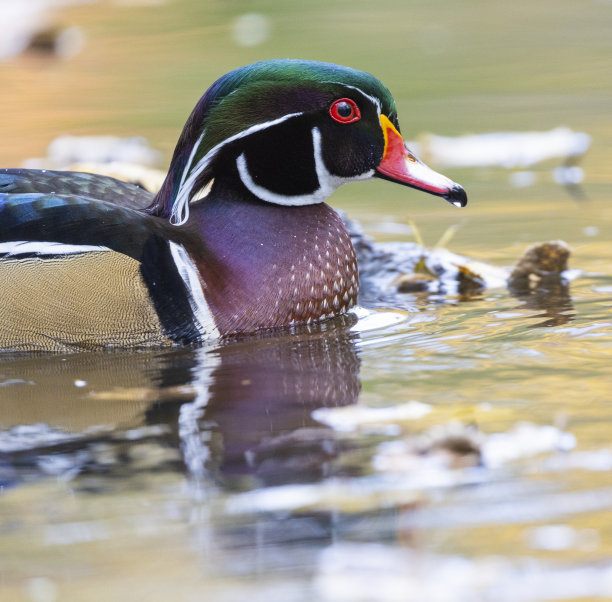 秋天的木鸭图片下载