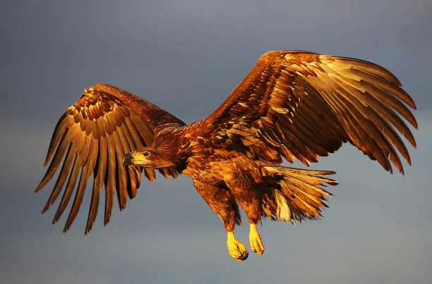 创意匈牙利野生动物图片图片下载