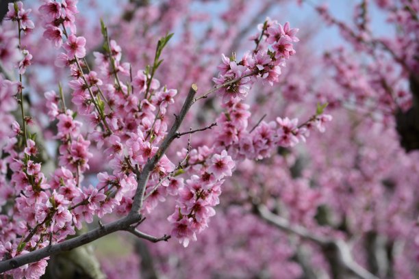 春天的桃花图片下载