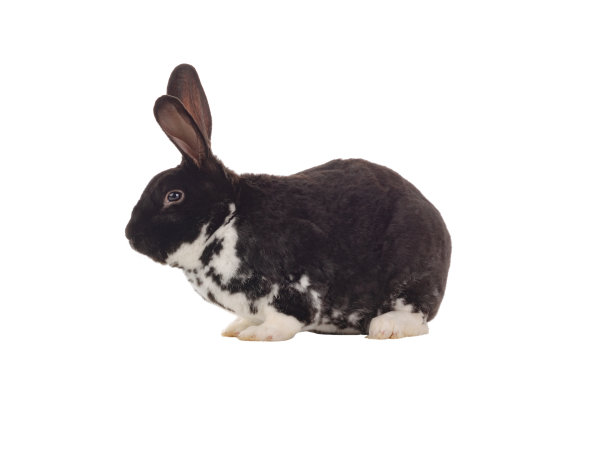 黑白兔孤立在白色背景上图片下载