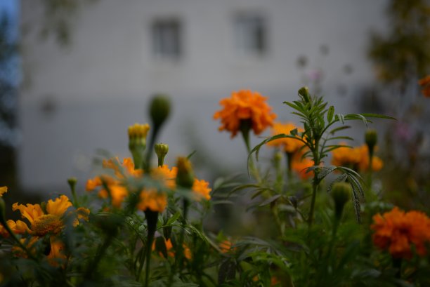 黄橙色的黑莓，万寿菊特写背景，在一个阳光明媚的日子，模糊的背景，花万寿菊特写背景在一个秋天阳光明媚的日子，橙色的万寿菊颜色，红色的花图片下载