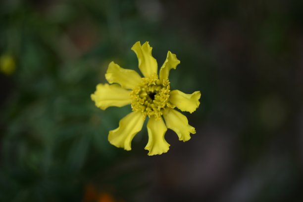 黄橙色的黑莓，万寿菊特写背景，在一个阳光明媚的日子，模糊的背景，花万寿菊特写背景在一个秋天阳光明媚的日子，橙色的万寿菊颜色，红色的花图片下载