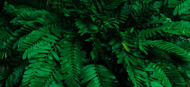 深绿色热带树叶组背景全景背景概念的自然图片下载