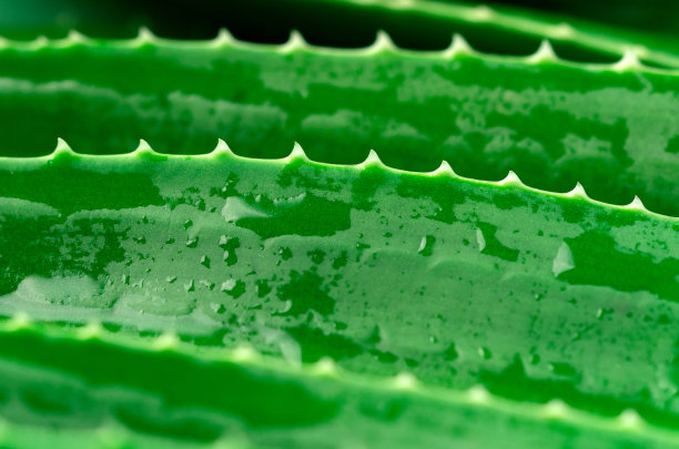 芦荟植物的叶子闭合。微距摄影。图片下载