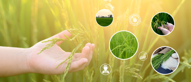 智慧农场、农业技术与有机农业图片下载