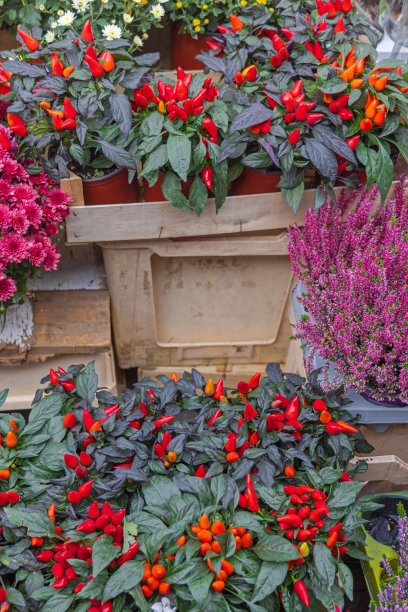 热辣椒植物图片下载