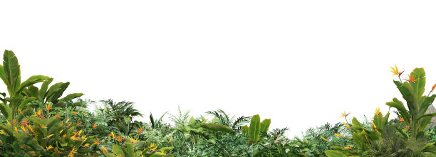 白色背景下的热带植物图片下载
