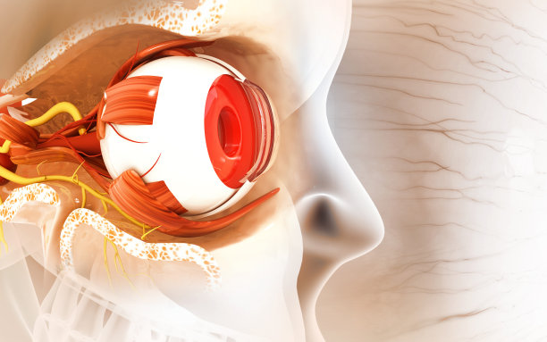 人眼解剖。内部结构。三维演示图片下载