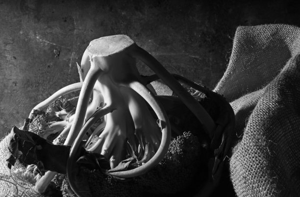 黑白静物画上一棵西兰花图片下载