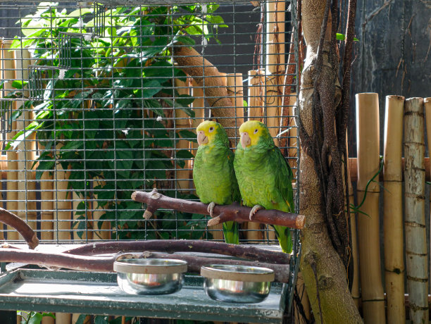 两个黄冠亚马逊图片下载