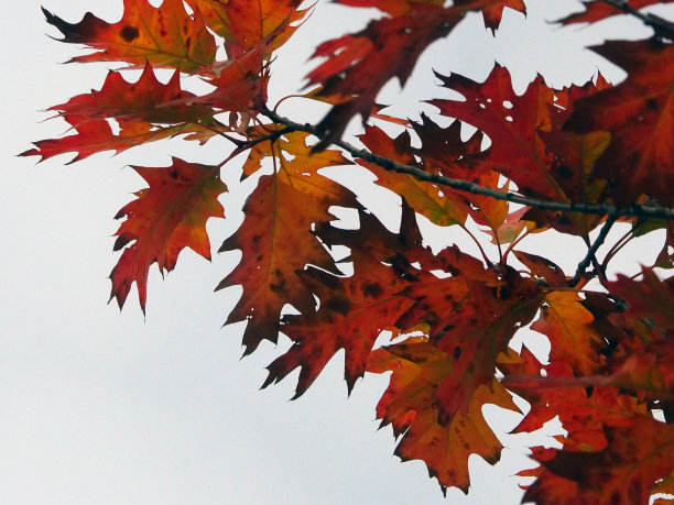 红色的叶子图片下载