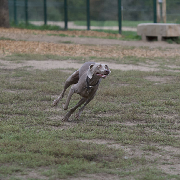 疯狂的走狗图片下载