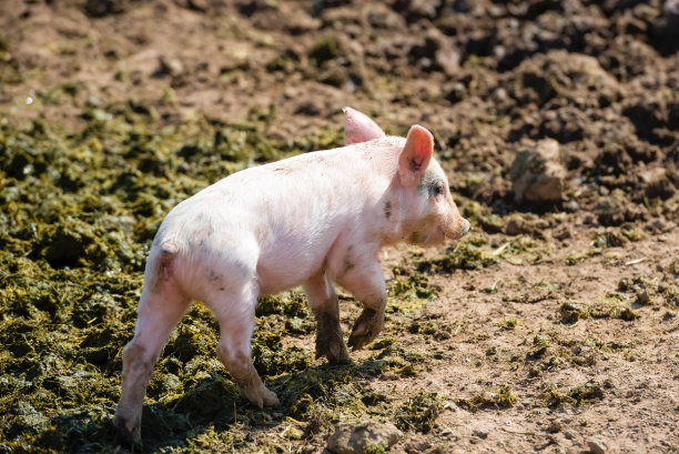 夏日里，畜牧场里的小猪图片下载