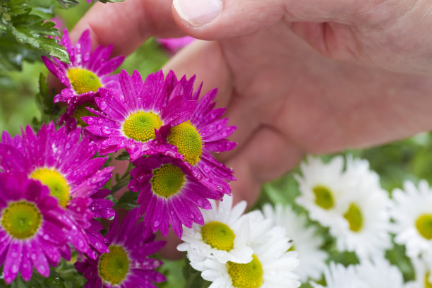园丁的男手用露珠抚摸着花朵的花朵图片下载