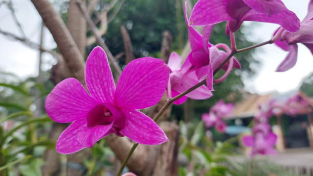 紫色兰花的花图片下载