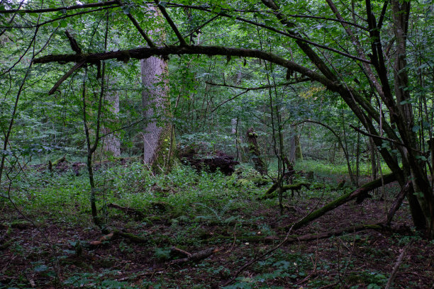 夏天的老落叶林图片下载