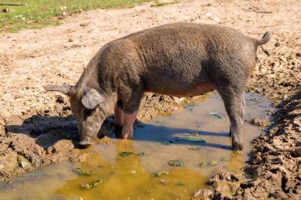 夏天的一天，一只猪站在农场的水坑里图片下载