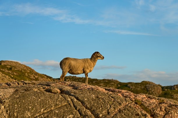 一只羊站在岩石上望着远方图片下载