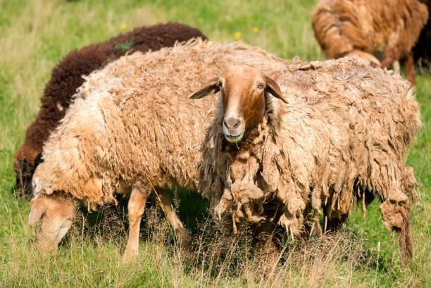 夏天，一群羊在草地上吃草图片下载