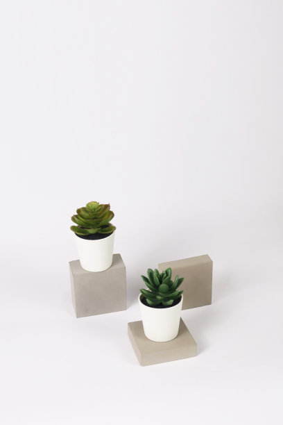 盆栽仙人掌多肉植物在花盆横幅与仙人掌被称为厚植和石斛图片下载