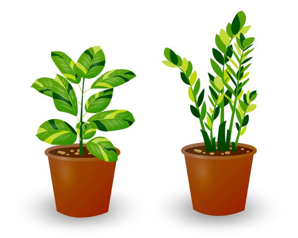 榕树和扎米奥库卡斯美元树在花盆孤立在白色背景。用于家庭室内或办公室的装饰植物。房间的花。矢量插图。图片下载