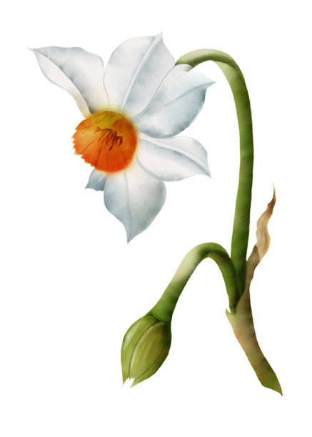 花卉元素，手绘数字水仙。图片下载