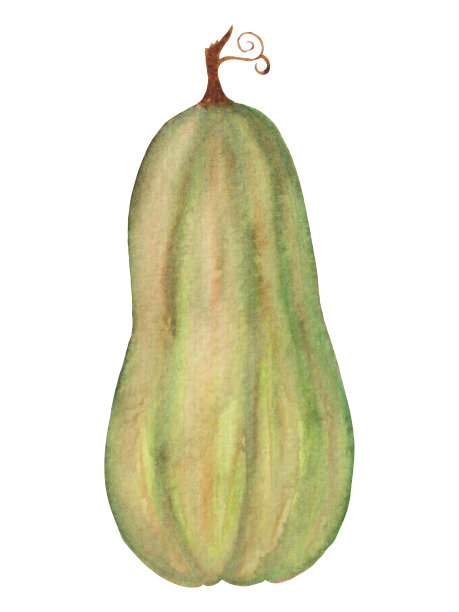 水彩秋季插画，绿色南瓜孤立在白色背景，用于海报，卡片，感恩节或万圣节装饰。图片下载