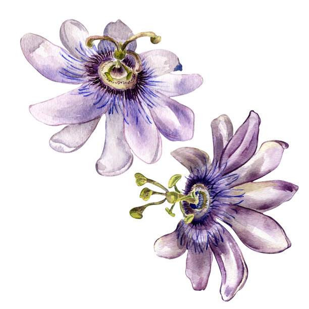 一套西番莲水彩插图孤立在白色背景。图片下载