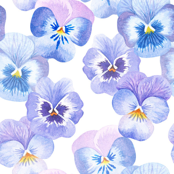 模式无缝三色紫罗兰。紫罗兰。水彩插图。孤立在白色背景上。图片下载