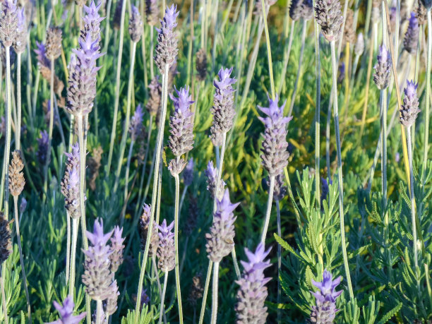 薰衣草图片下载