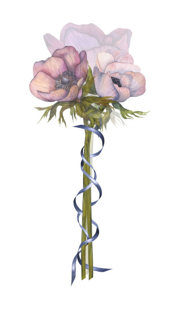 水彩插图花束海葵与丝带。手绘卡片孤立在白色背景上。海葵花束与丝带插图的包装设计，烹饪用具。图片下载