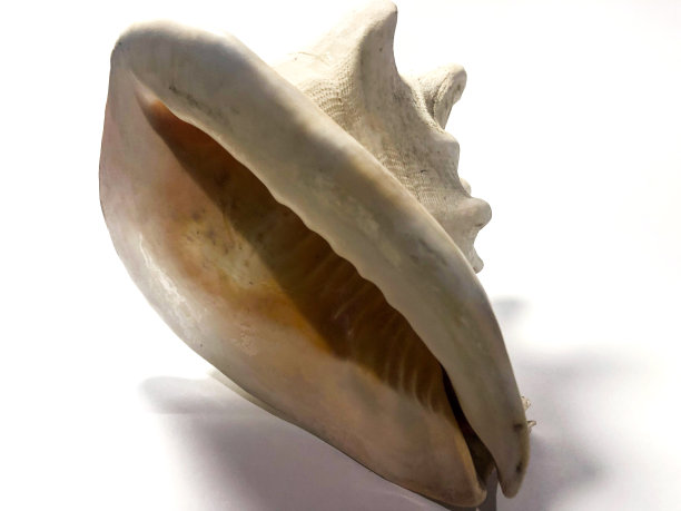 角盔海螺壳的底部视图图片下载