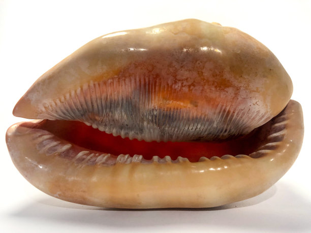 塞浦路斯红发大壳底部视图图片下载